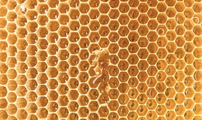 Flavor, Family and Flourish - Howell's Standard Hot Honey Delivers that You Need to Taste